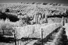 Italy Tuscany-Infrared image of vineyards in southern Tuscany Art Print